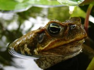 DavidWright.Cane Toad in water