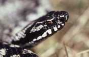 Male adder