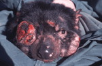 Tasmanian Devil Facial Tumour Disease