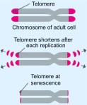 Telomere final