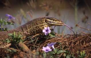 Goanna 32_with blue flowers small